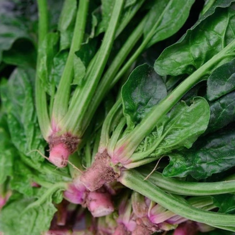 河北绿油油的大叶菠菜上市，新鲜采摘，品质保证，诚信老代办