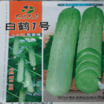 黄瓜种子白鹤1号新一代高品质无苦味早熟品种