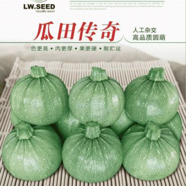 南瓜种子瓜田传奇短蔓早熟油亮品质优产量高