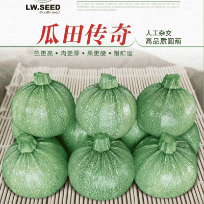 南瓜种子瓜田传奇短蔓早熟油亮品质优产量高