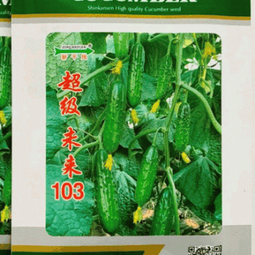 旱黄瓜种子未来103顺直翠绿油亮耐低温高产