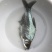鳊鱼淡水活体鱼苗鳊鱼苗武昌鱼鲂鱼苗长身鳊鱼活体苗