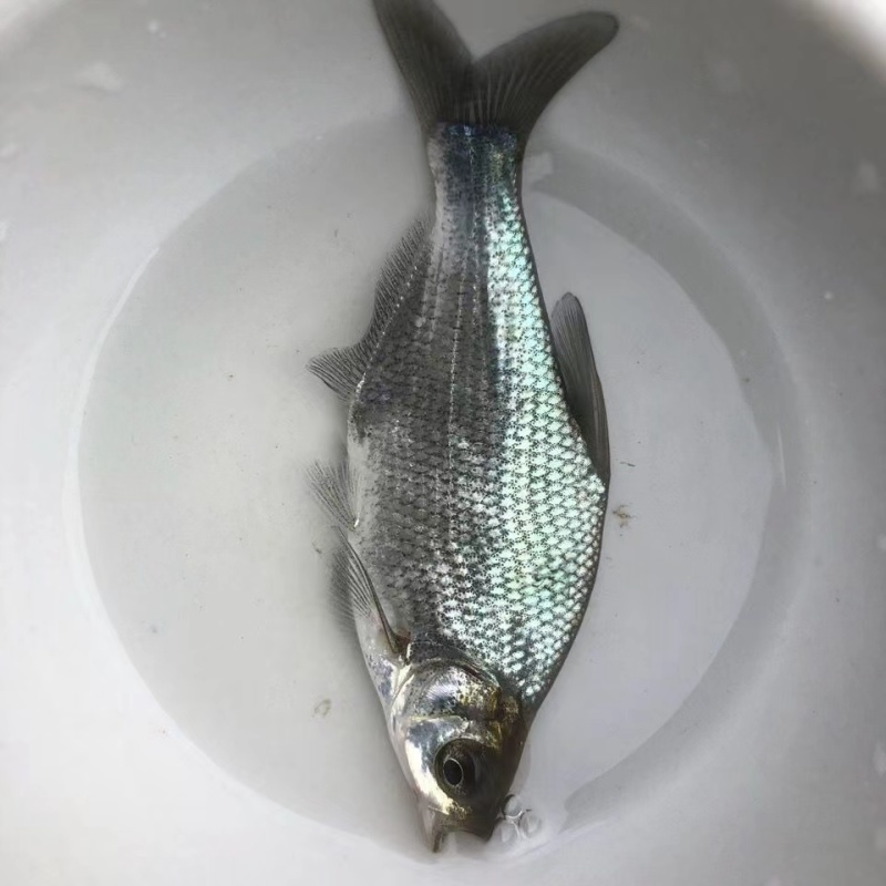 鳊鱼淡水活体鱼苗鳊鱼苗武昌鱼鲂鱼苗长身鳊鱼活体苗