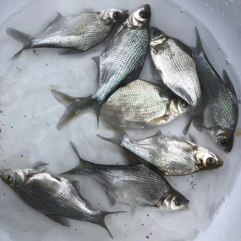 鳊鱼淡水活体鱼苗鳊鱼苗武昌鱼鲂鱼苗长身鳊鱼活体苗