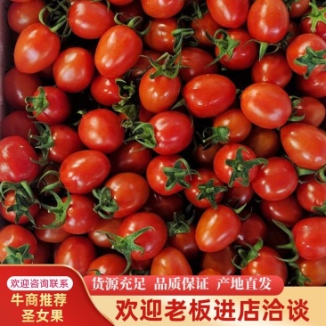 云南元谋圣女果小番茄大量上市，产地直供品质好口感甜！
