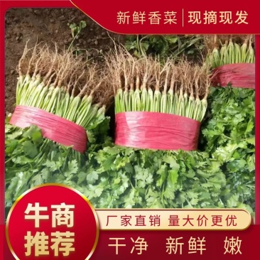 【实力】山东泰安精品大叶香菜，现采现发，品质保证