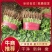 【实力】山东泰安精品大叶香菜，现采现发，品质保证