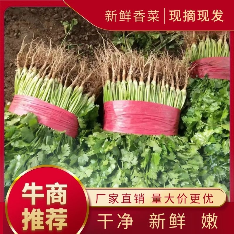 【实力】山东泰安精品大叶香菜，现采现发，品质保证