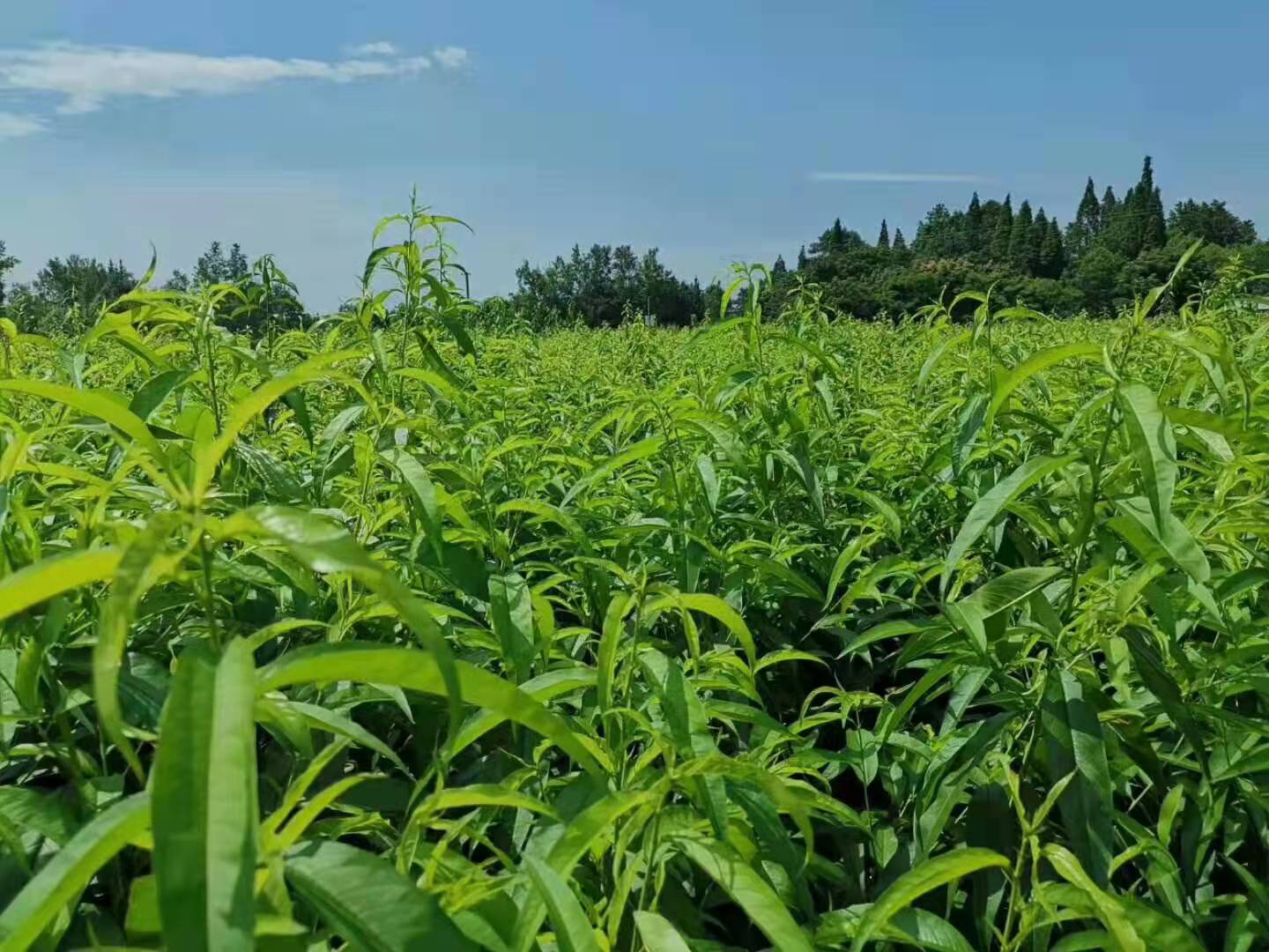 冬桃果园选购现场