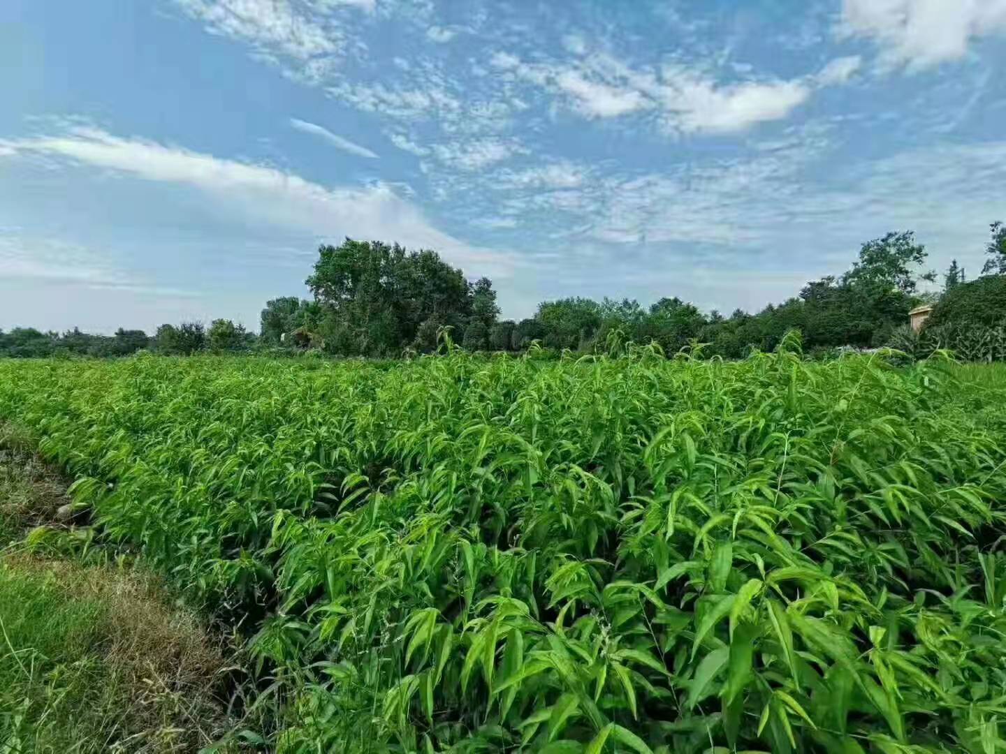 冬桃产业经济数据分析图