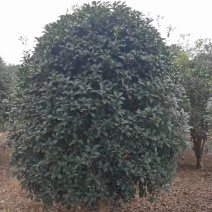 金桂花市场价格，10-12cm桂花树多少钱