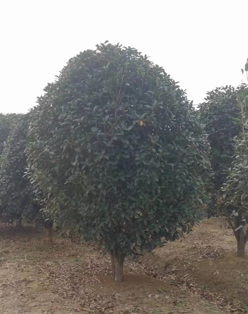 金桂花市场价格，10-12cm桂花树多少钱