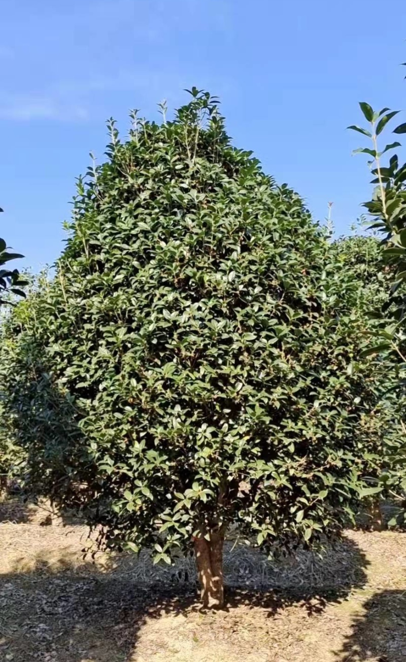 金桂花市场价格，10-12cm桂花树多少钱