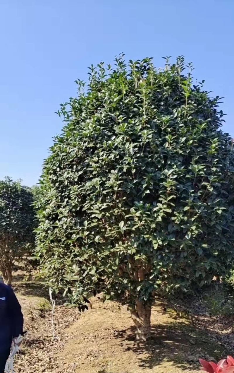 金桂花市场价格，10-12cm桂花树多少钱