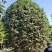 金桂花市场价格，10-12cm桂花树多少钱