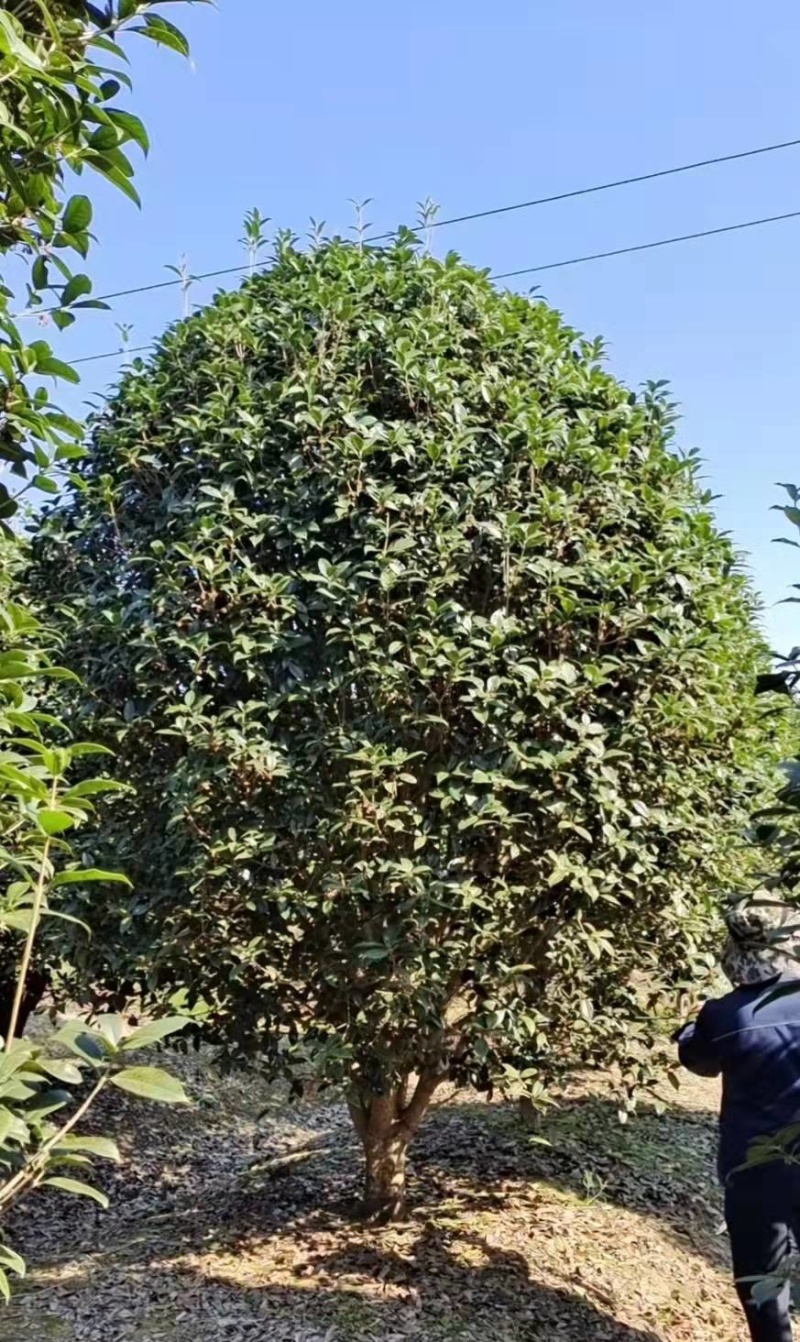 金桂花市场价格，10-12cm桂花树多少钱