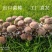 香菇菌棒基地直供一手货源大量上市品质保证诚信经营