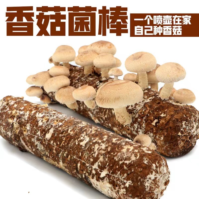 香菇菌棒基地直供一手货源大量上市品质保证诚信经营