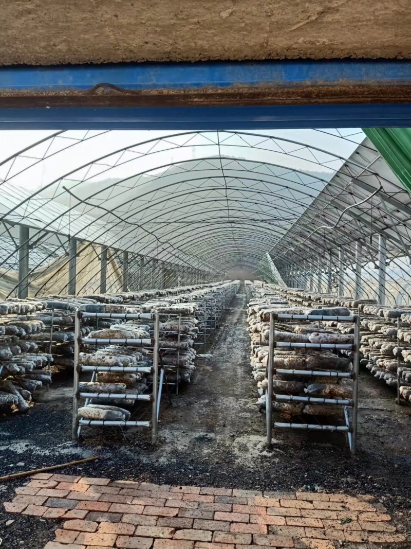 香菇菌棒基地直供一手货源大量上市品质保证诚信经营