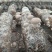 香菇菌棒基地直供一手货源大量上市品质保证诚信经营
