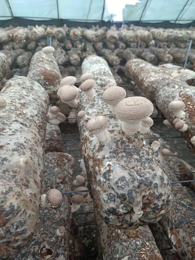 香菇菌棒基地直供一手货源大量上市品质保证诚信经营