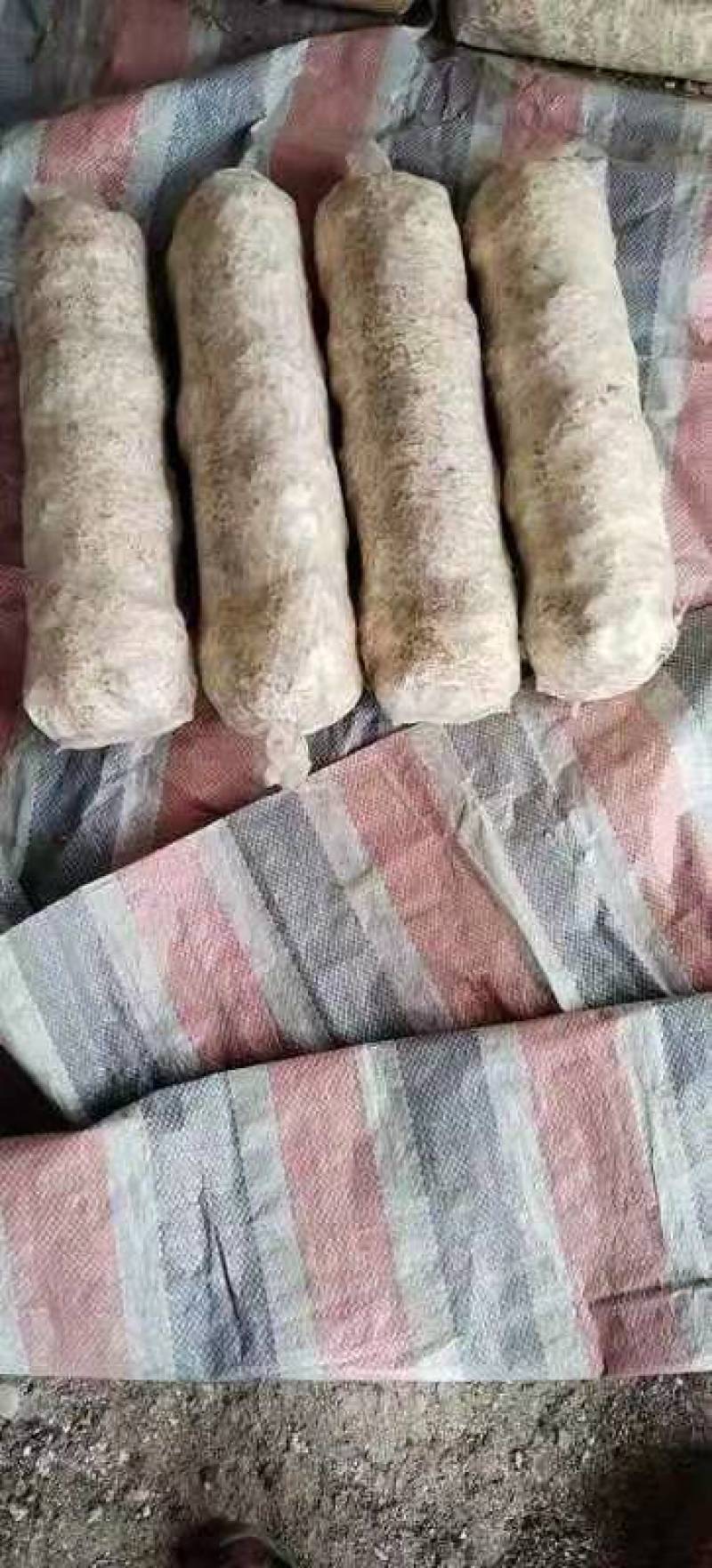 香菇菌棒基地直供一手货源大量上市品质保证诚信经营