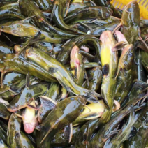 黄颡成品黄骨鱼3两到4.5两湖州鱼塘直销包成活全国发货