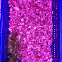 【脊骨】量大从优剁脊骨品质保证保证品质