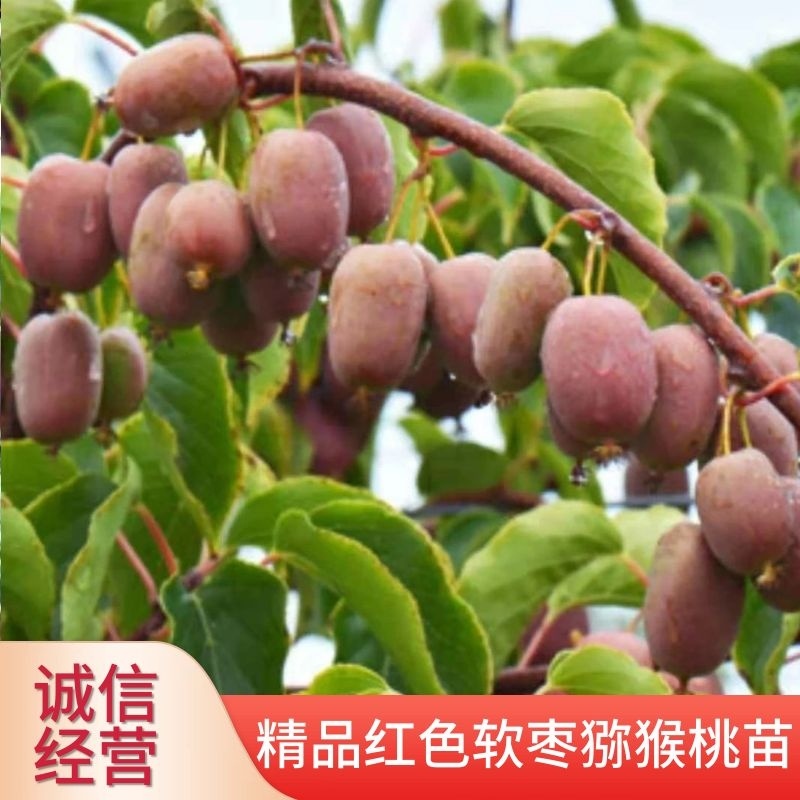 源自南方的红色软枣猕猴桃苗易成活生长快