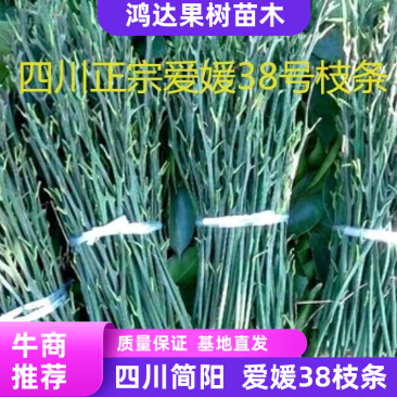 【品种纯正】沃柑苗爱媛38红美人现挖现发提供技术