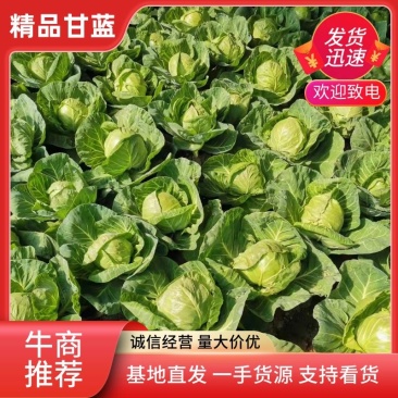 精品秋季甘蓝，产地一手货源，欢迎新老客户采购。