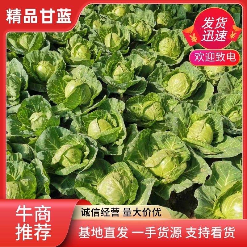 精品秋季甘蓝，产地一手货源，欢迎新老客户采购。