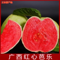 福建番石榴红心芭乐产地代办供应全国批发市场