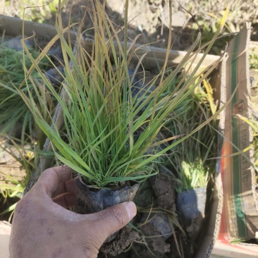山东青绿苔草青绿苔草价格青绿苔草营养杯苗
