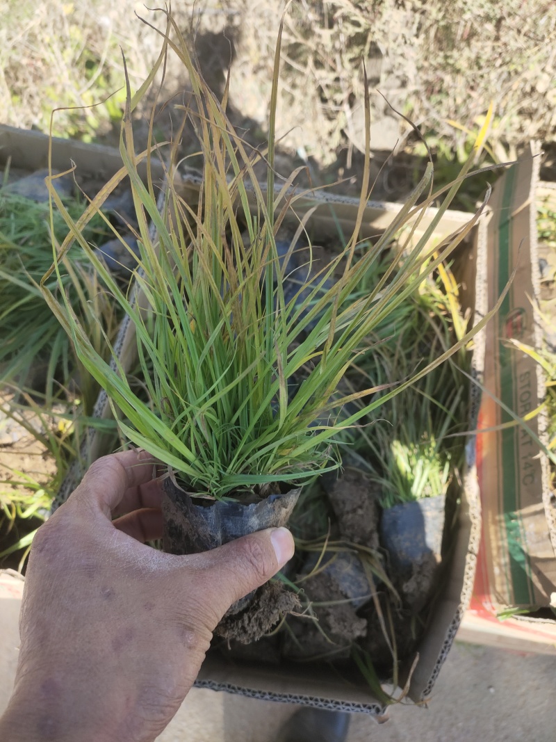 山东青绿苔草青绿苔草价格青绿苔草营养杯苗