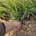 山东青绿苔草青绿苔草价格青绿苔草营养杯苗