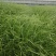 山东青绿苔草青绿苔草价格青绿苔草营养杯苗