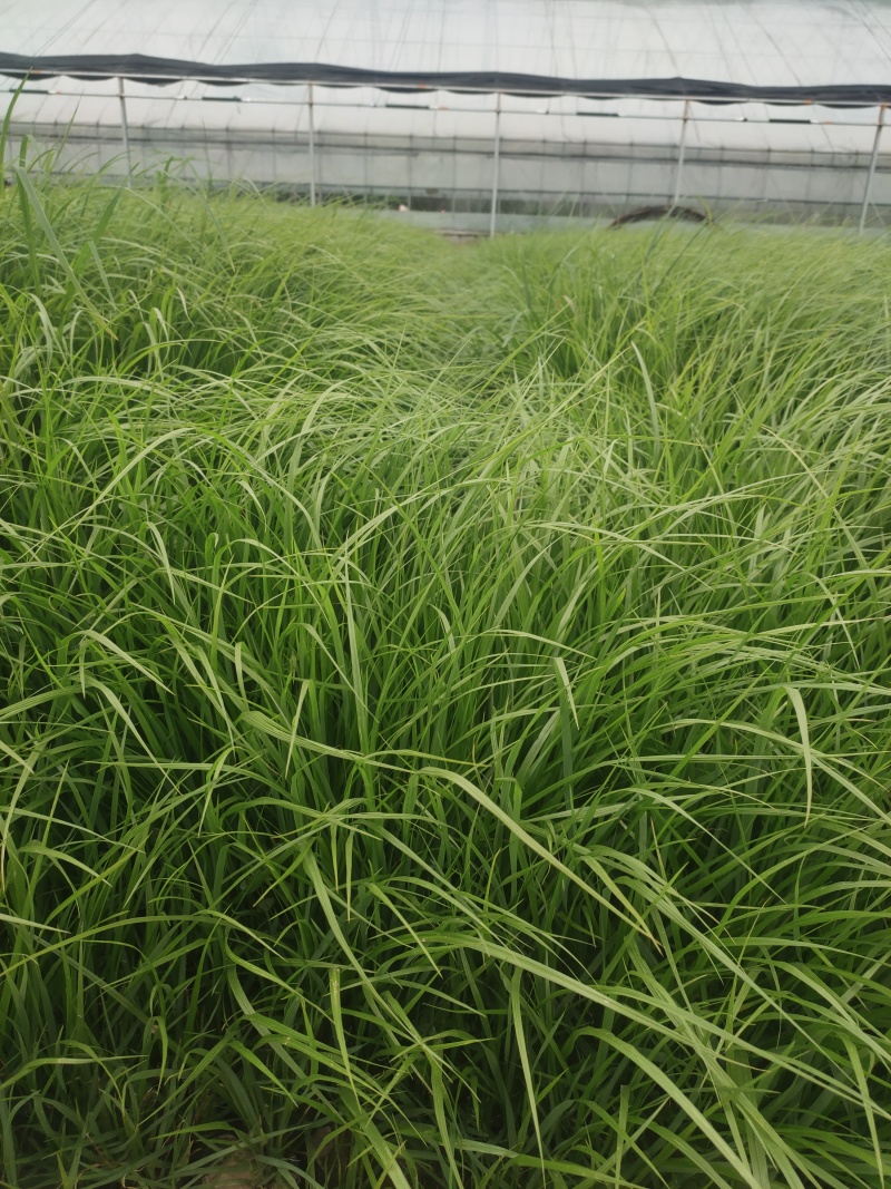 山东青绿苔草青绿苔草价格青绿苔草营养杯苗