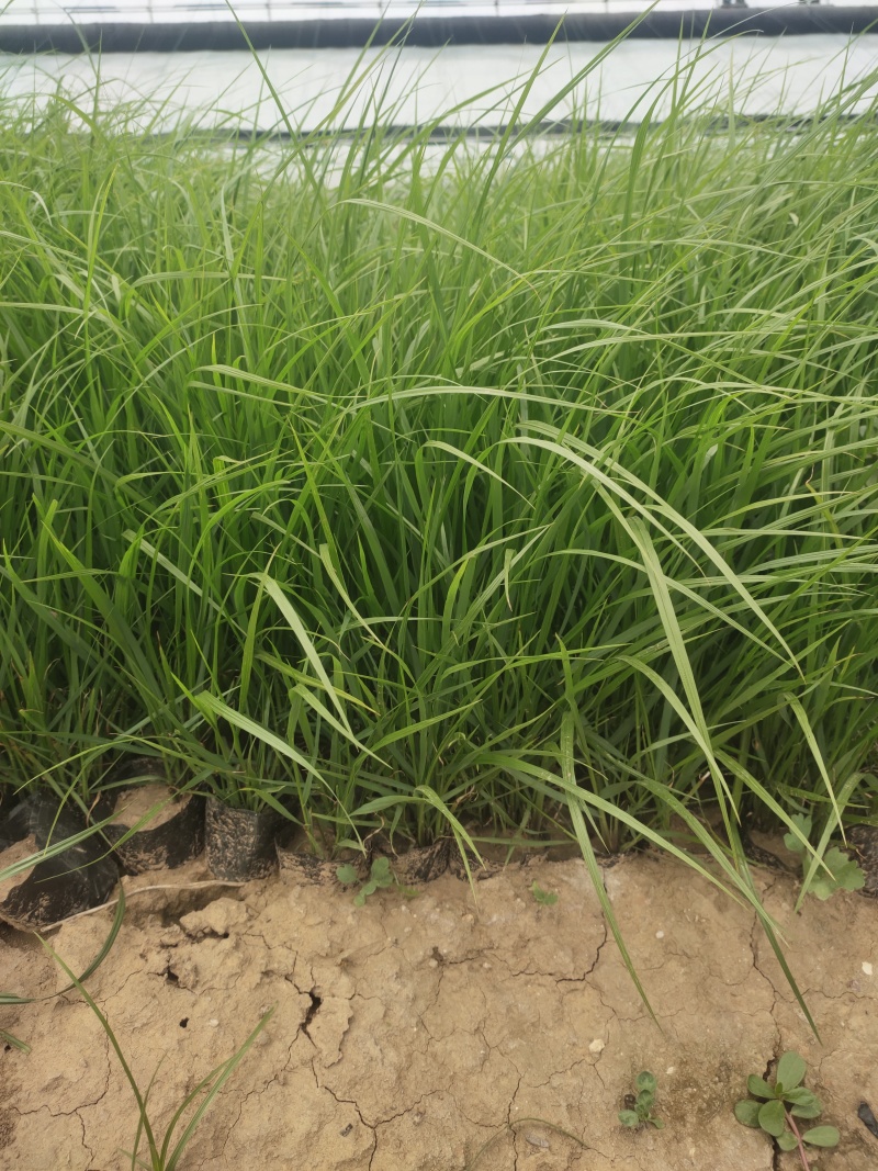 山东青绿苔草青绿苔草价格青绿苔草营养杯苗