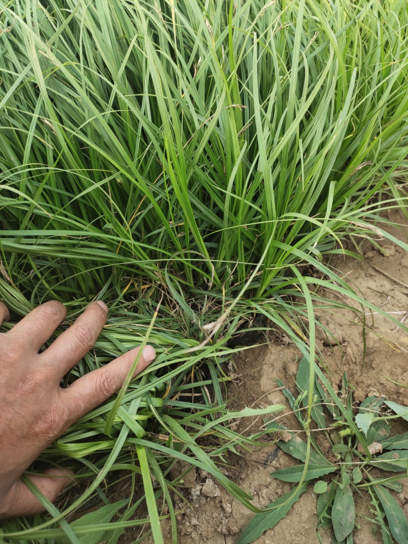 山东青绿苔草青绿苔草价格青绿苔草营养杯苗