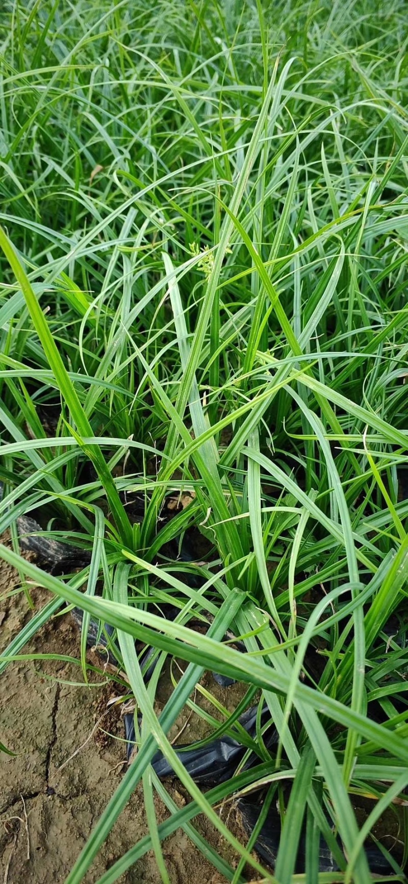 山东青绿苔草青绿苔草价格青绿苔草营养杯苗