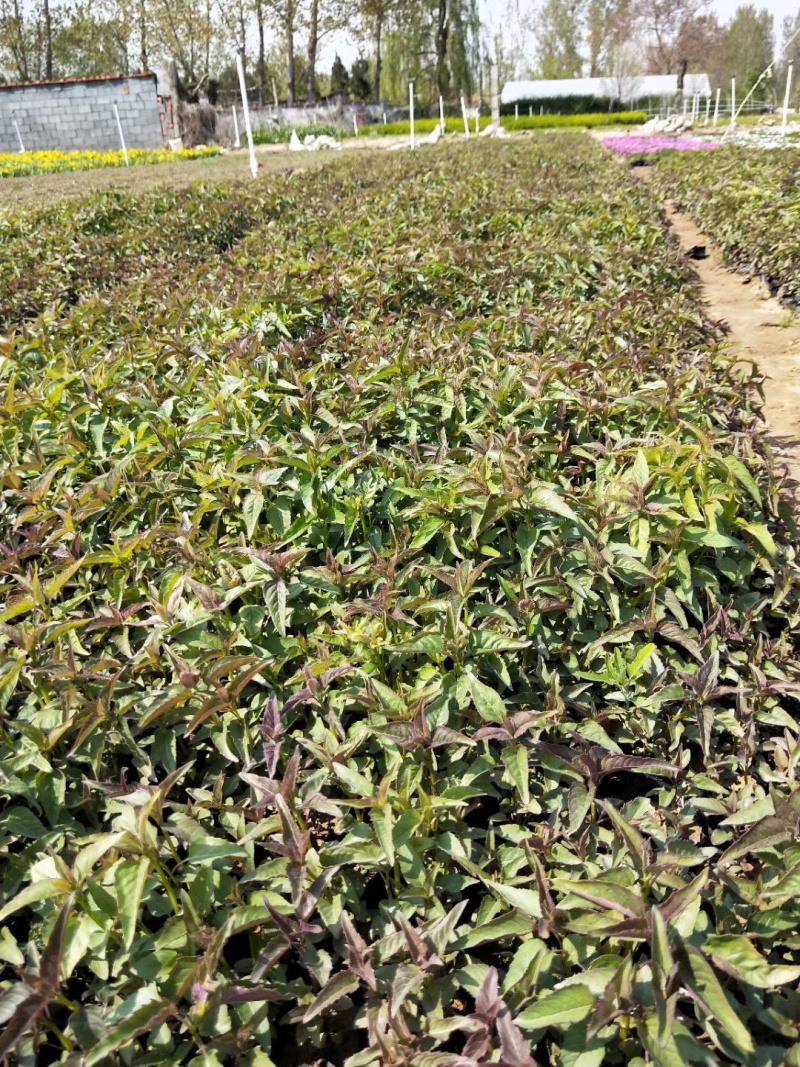 青州美国薄荷美国薄荷批发价格美国薄荷绿化杯苗