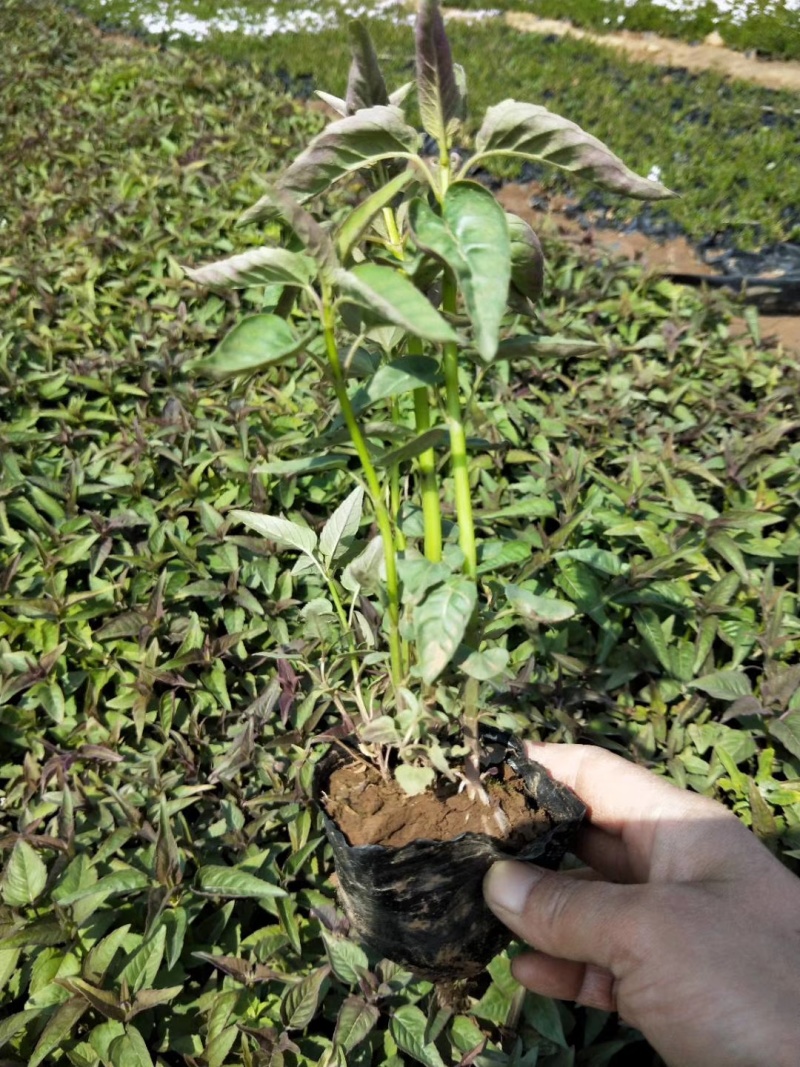 青州美国薄荷美国薄荷批发价格美国薄荷绿化杯苗
