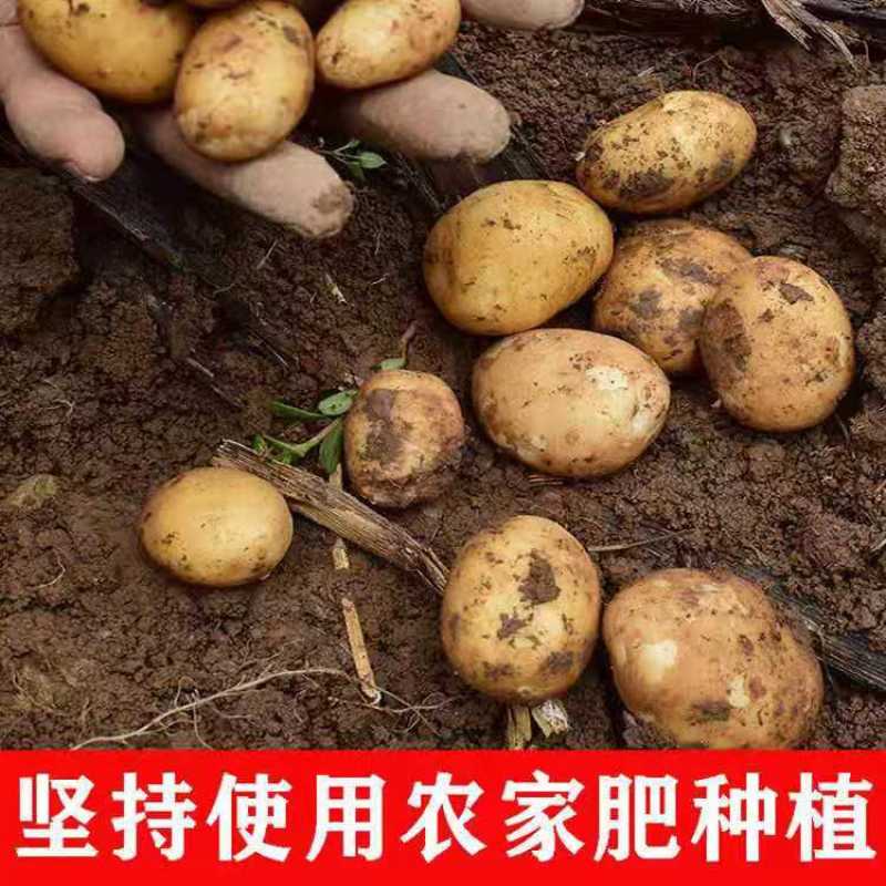 （优选）恩施马尔科小土豆黄心洋芋种子