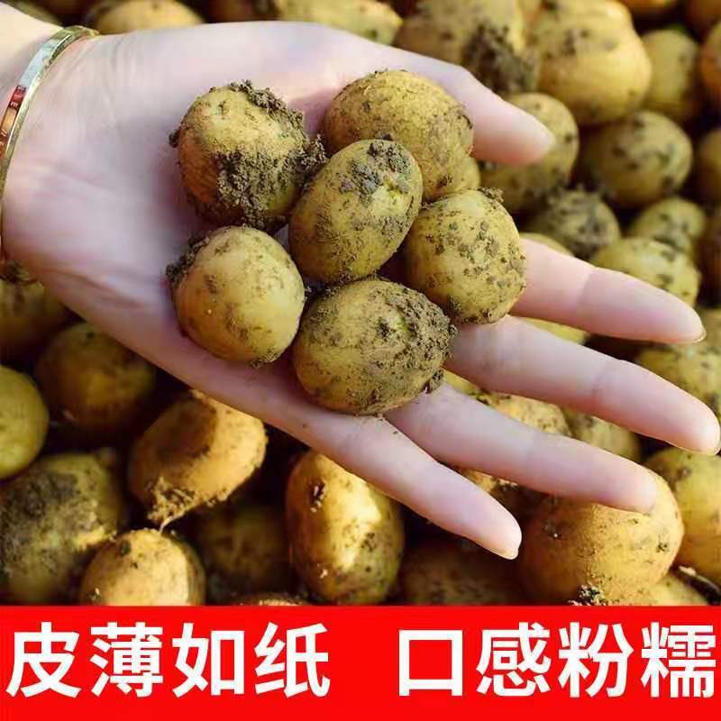 （优选）恩施马尔科小土豆黄心洋芋种子