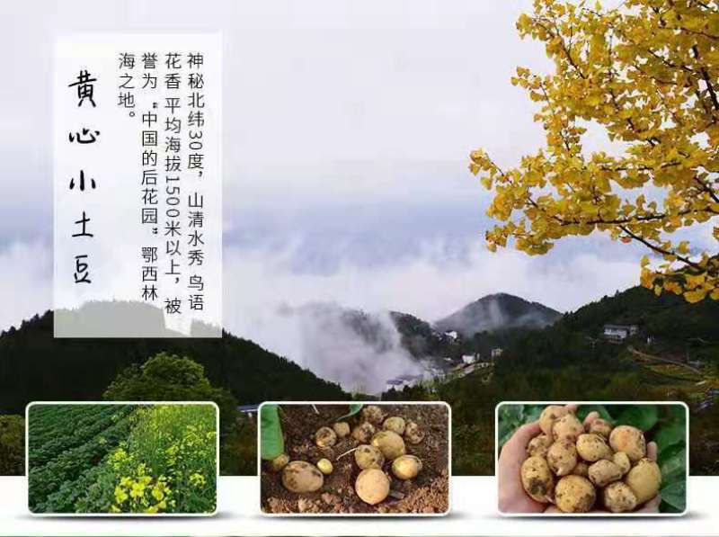 （优选）恩施马尔科小土豆黄心洋芋种子