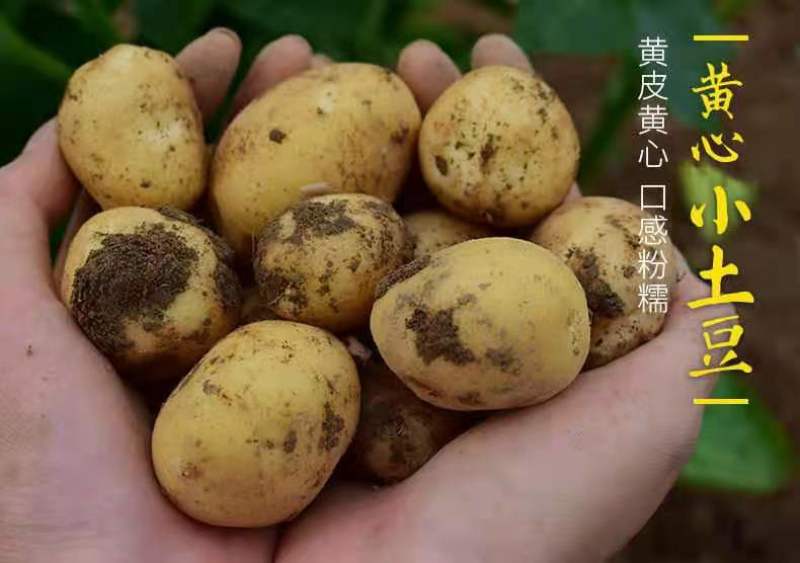 （优选）恩施马尔科小土豆黄心洋芋种子