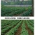 （优选）恩施马尔科小土豆黄心洋芋种子