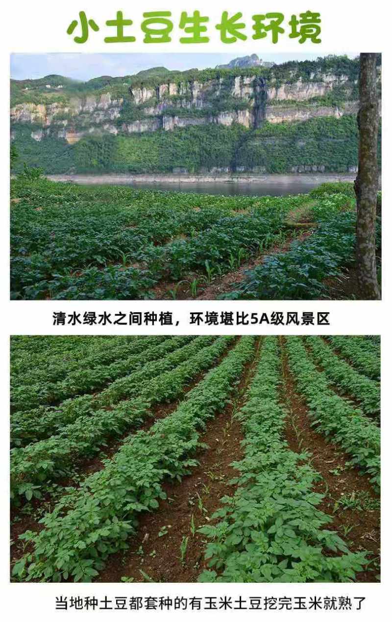 （优选）恩施马尔科小土豆黄心洋芋种子