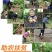 （优选）恩施马尔科小土豆黄心洋芋种子